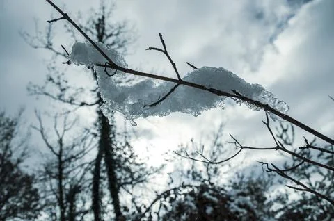 Ice dog Stock Photos