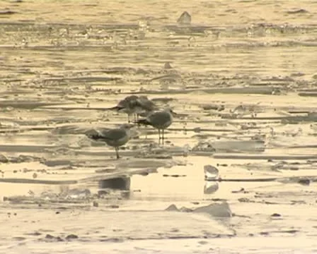 The ice drif Stock Footage 8849326