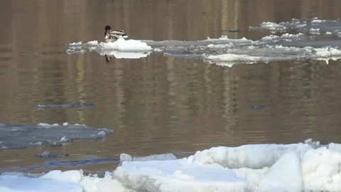 Ice drift on the river, ducks float on the ice Stock Footage 88151234