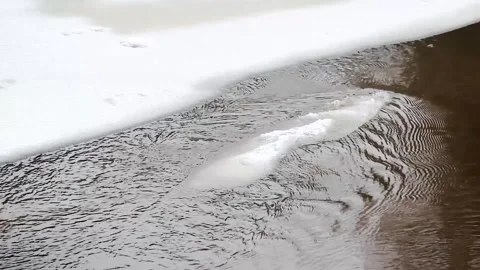 Ice drift on the river flooding global warming snow melting 스톡 동영상 313493487