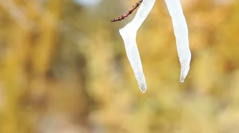 Ice dripping and melting from fruit tree P HD 8022 Stock Footage 905274