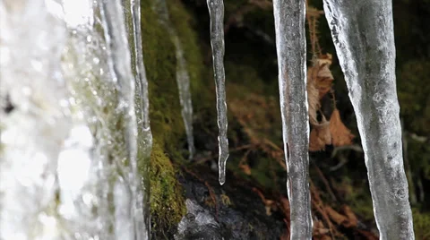 Ice dripping from icicles over moss Video stock 32404181