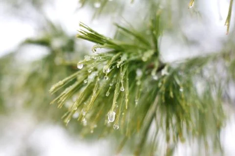 Ice droplets on winter white pine tree Stock Photos