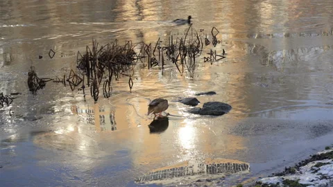 On ice, ducks enter the river in 4K Stock Footage 122516711