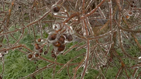 Ice Encapsulated Branches - Berries Video stock 148568443