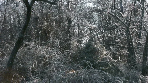 Ice Falling from Trees Stock Footage 839014