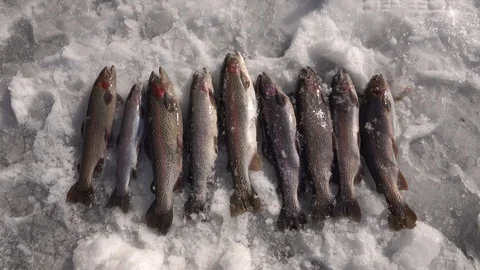 Ice Fishing -  A batch of rainbow trout for smoking, 4K Stock Footage 125963678