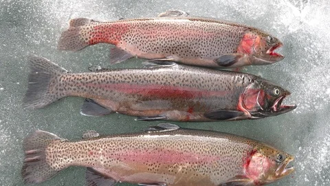 Ice Fishing, Pan Down on 4 Rainbow Trout Harvested for Smoking Stock Footage 126364822
