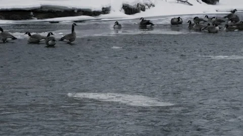 Ice floating down a river past a flock of geese Vídeos de archivo 302309826