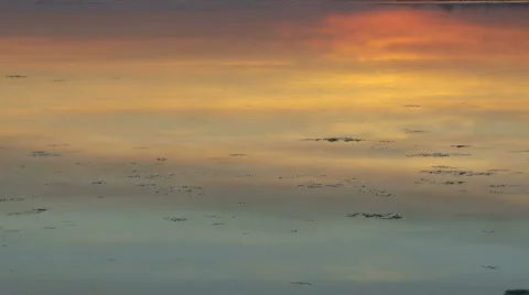 Ice-floating-on-river-with-tide-with-sunset-reflection Stock Footage 315901