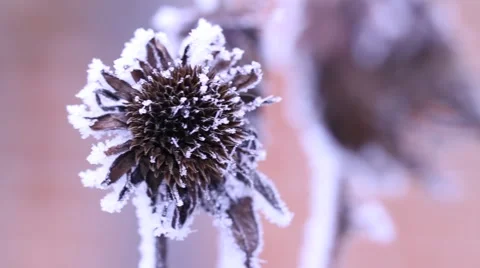 Ice flower Stock Footage 974608