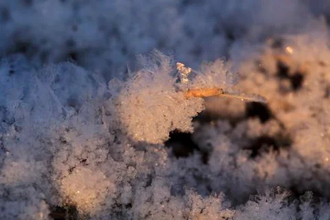 Ice flowers Stock Photos