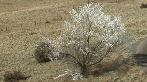 Ice Fog Flocking Stock Footage 54757356