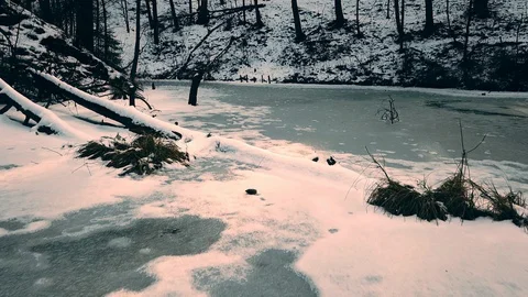 Ice Forest 2 Stock Footage 89099590