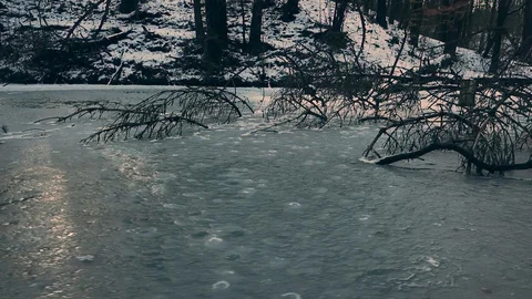 Ice Forest 4 Stock Footage 89099552