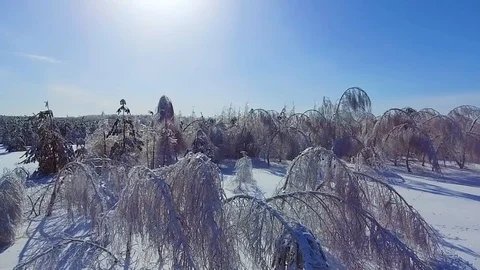 The ice forest and the sun Stock Footage 85833249