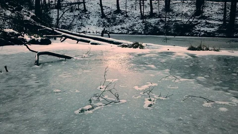 Ice Forest Stock Footage 89099567