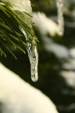 Ice in the forest Stock Photos
