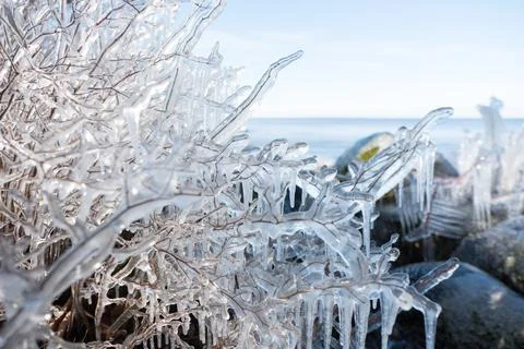 Ice formations on winter branches Stock Photos