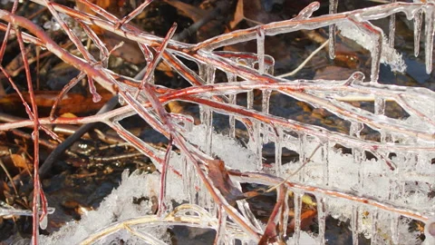 Ice formed on branches over pond, 4k Video stock 166118824