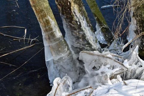 Ice forming around the base of a tree at a lake close to Oss, Netherlands Stock Photos