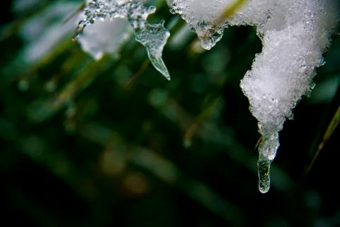 Ice forming on plants Stock Photos