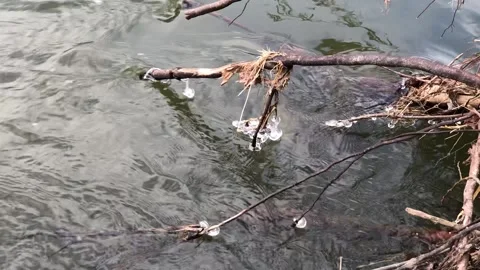 Ice forming on river branches Stock Footage 148307258
