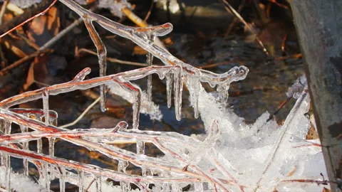 Ice forms on branches in a cold winter, 4k Stock Footage 166118942