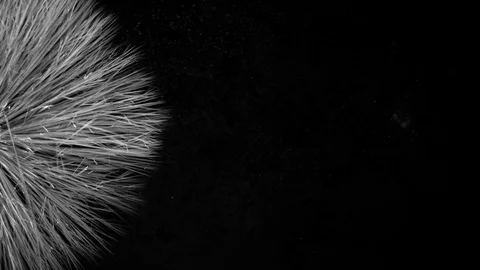 Ice Freezing with Black Background Stock Footage 74734384