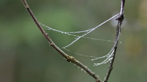 Ice froze on the web. Видео 152710944