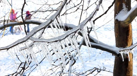 Ice on a frozen tree Stock Footage 1051515