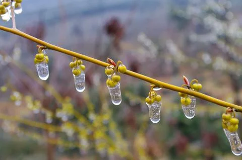 Ice on fruit Stock Photos