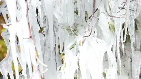 Ice on fruit tree P HD 8041 Stock Footage 905738