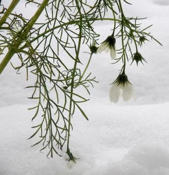 Ice gallery Stock Photos