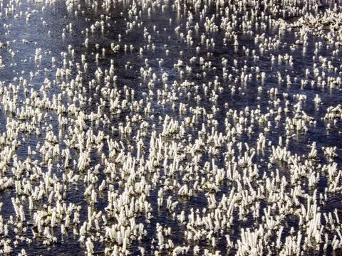 Ice on grass Stock Photos