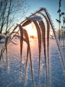 Ice grass in a snowdrift Stock Photos