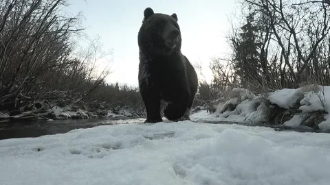Ice Grizzly Bear close up claw Stock Footage 233486955