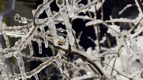Ice hanging icicles on a tree branch in winter after freezing rain Stock Footage 298563081