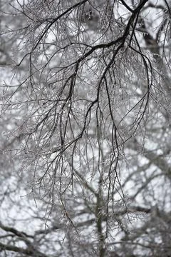 Ice Hanging from a Tree Stock-Fotos