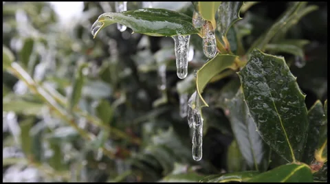 Ice on a Holly 1 Stock Footage 36314801