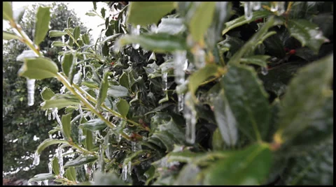 Ice on a Holly 2 Stock Footage 36314752