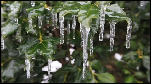 Ice on a Holly 3 Stock Footage 36314825
