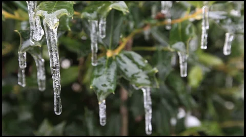 Ice on a Holly 4 Stock Footage 36314795