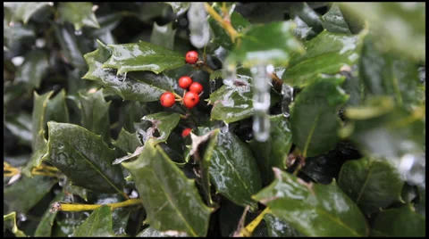 Ice on a Holly 6 Stock Footage 36314839
