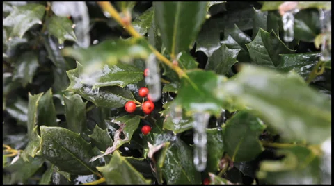 Ice on a Holly 7 Stock Footage 36314832