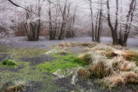 Ice lake with reflection trees Stock-Fotos