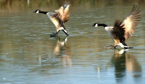 Ice landing Stock Photos