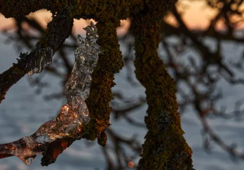 Ice layer at a tree while the sun reflects into it in thuringia Stock Photos