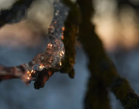 Ice layer at a tree while the sun reflects into it in thuringia Foto stock