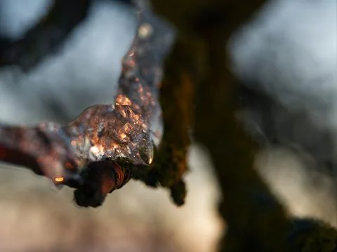 Ice layer at a tree while the sun reflects into it in thuringia Stock Photos